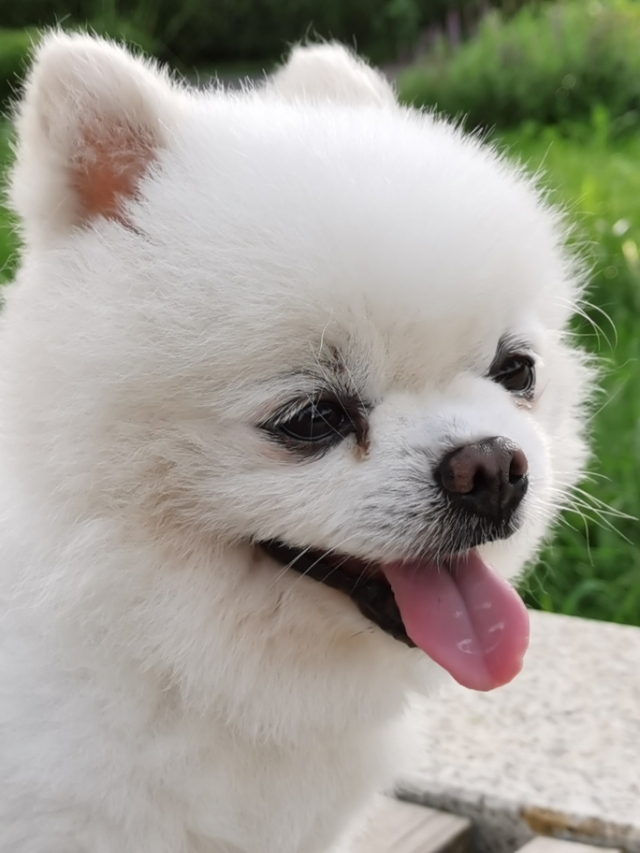 德福，不是人，是只狗！