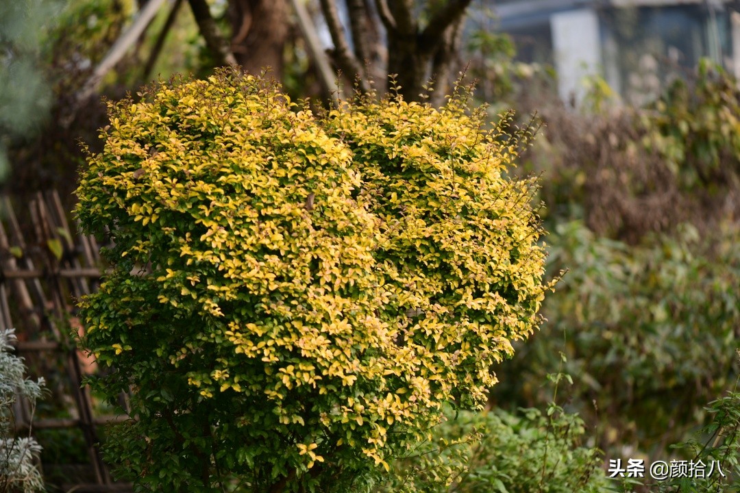 零下9度来袭，花园里的绿色是那么动人|园丁