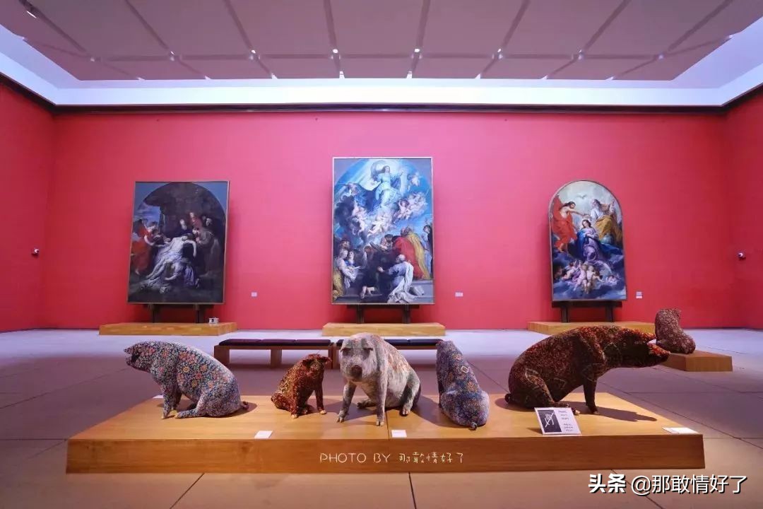 在蓝精灵的故乡邂逅天价纹身*国猪中**，只因我国没有动物保护约束