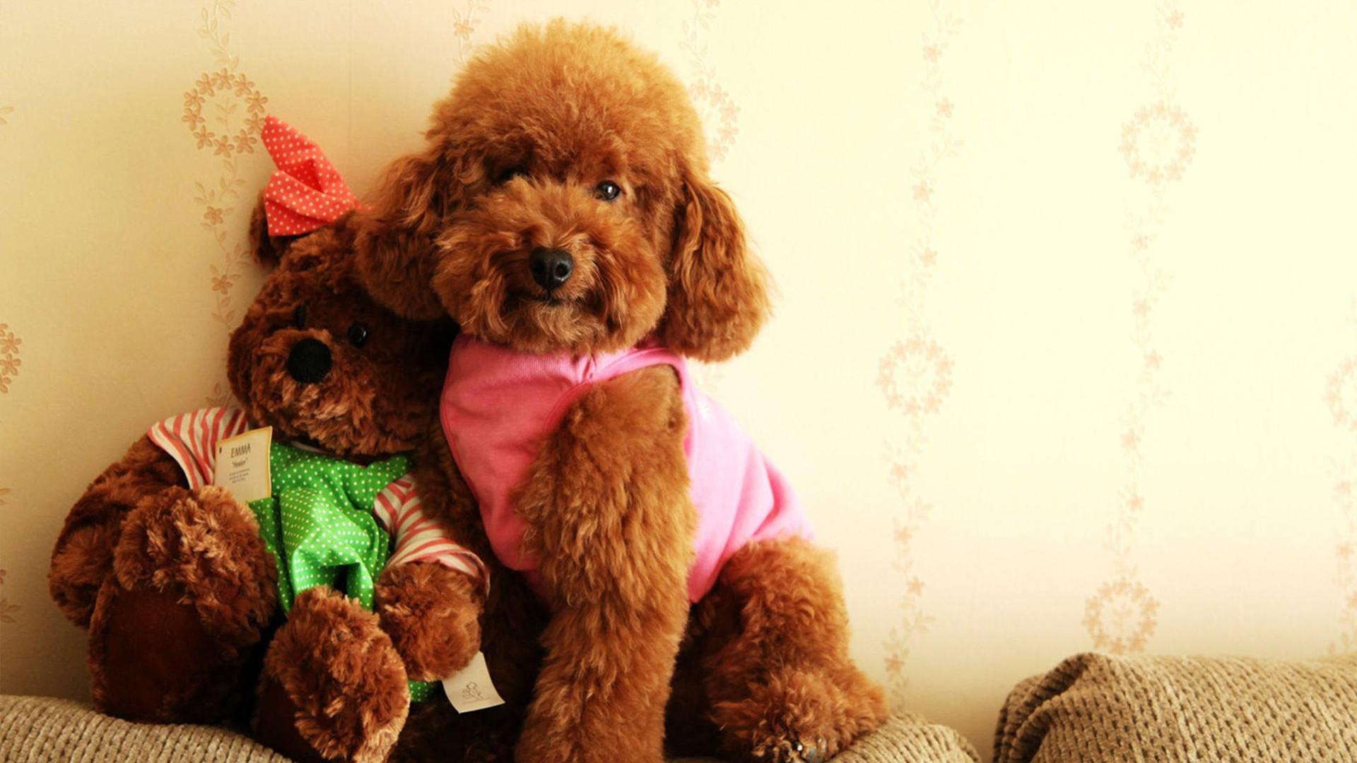 养狗狗是养博美好还是养泰迪好,为什么养狗的人讨厌泰迪