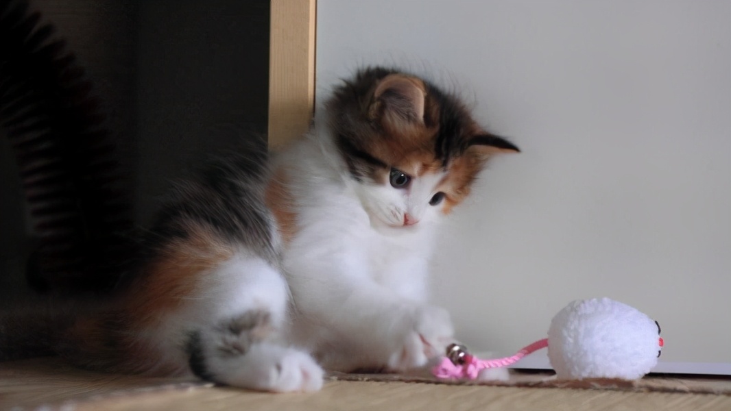 上一秒安静睡觉,下一秒疯狂跑酷,我家猫是不是脑子不正常?