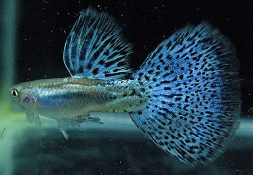 我们草缸养的孔雀鱼原来都错了，它更适合这种环境生存