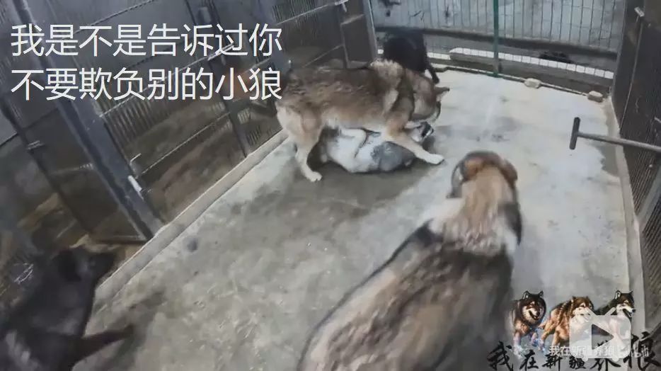 养狼disco：我在*疆新**，把狼养成了哈士奇