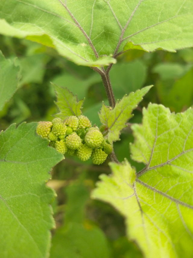 苍耳的别名,苍耳子又叫啥