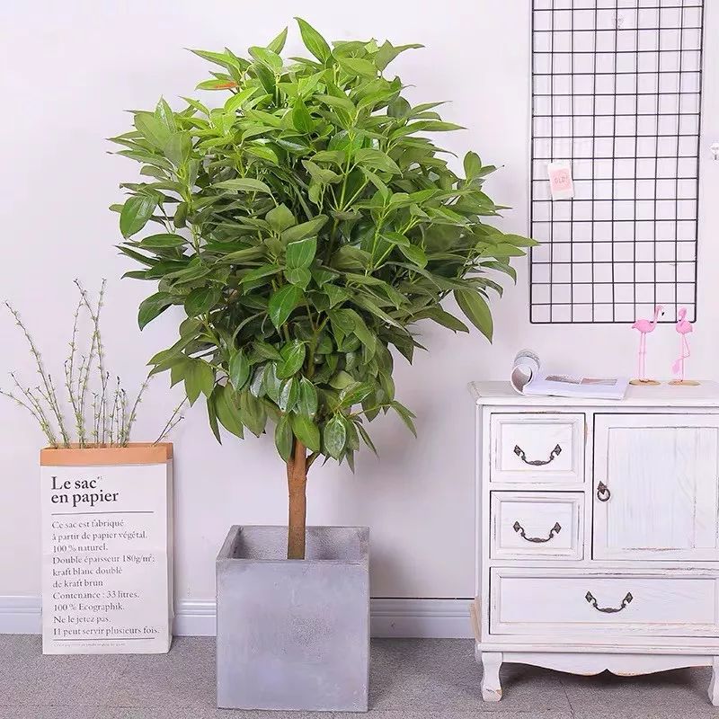 吸甲醛净化空气最好的绿植,除甲醛净化空气的室内绿植