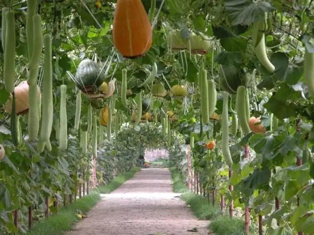 神奇的乳酸菌作用,植物性乳酸菌的功效