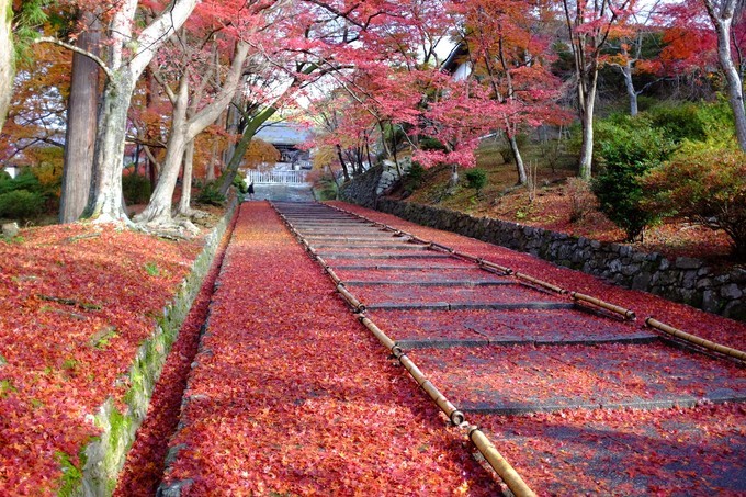 京都赏枫2022,京都赏枫必去景点有哪些好玩的