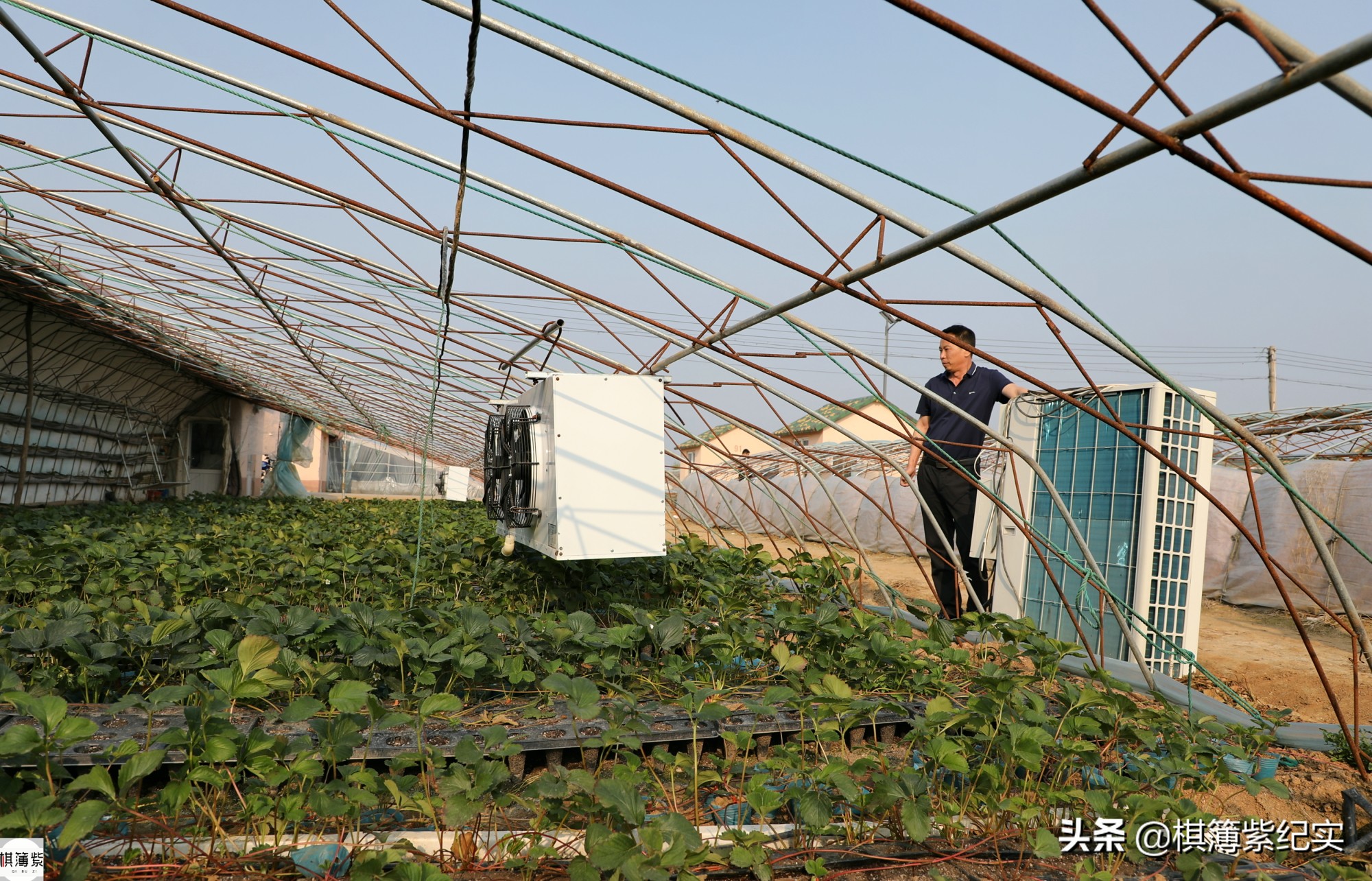 草莓王传奇：200多个大棚，实施空中草莓计划，明年手机遥控草莓