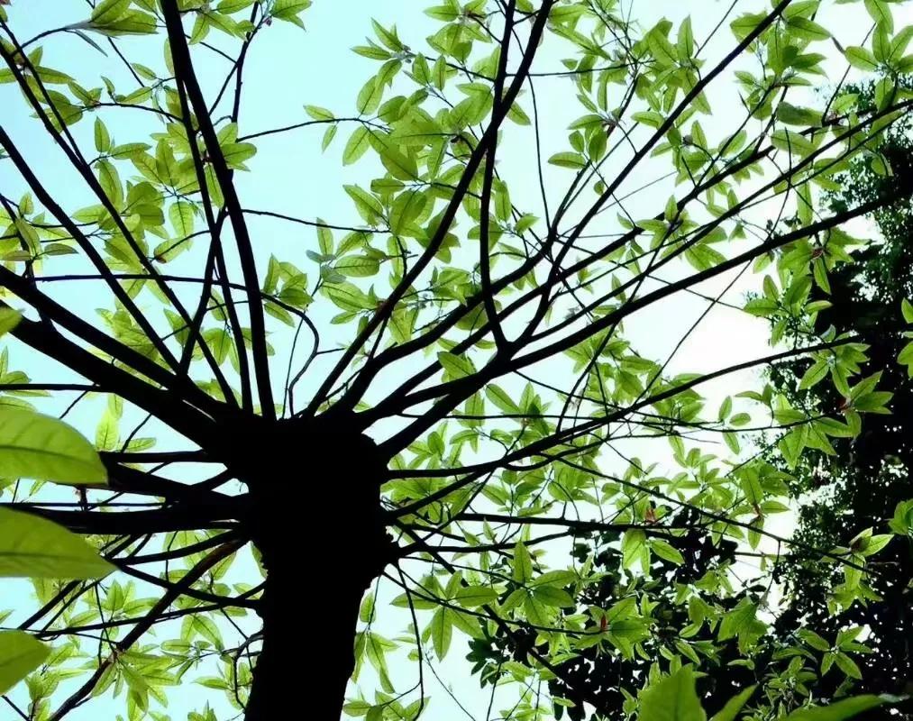 茶马互市,关于茶马古道的介绍