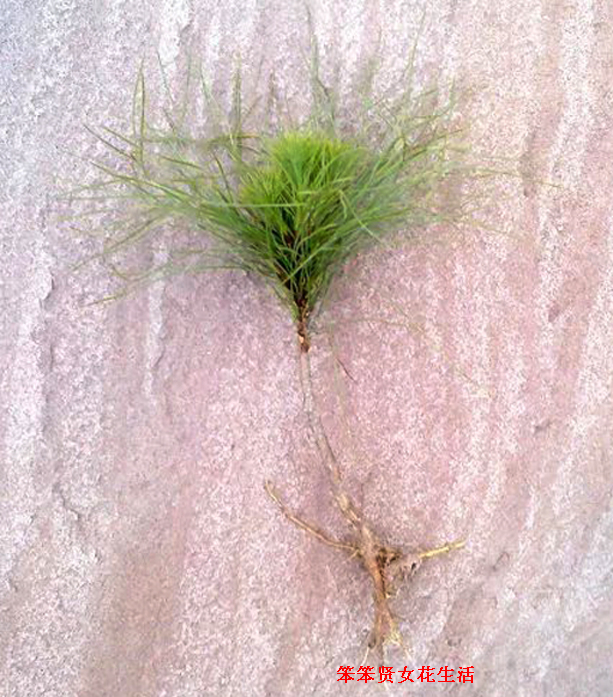 一个叫木头一个叫马尾民谣现场,一个叫木头一个叫马尾有什么含义