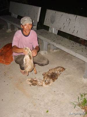 鸭子白天下蛋是怎么回事,鸭子不会孵蛋怎么回事