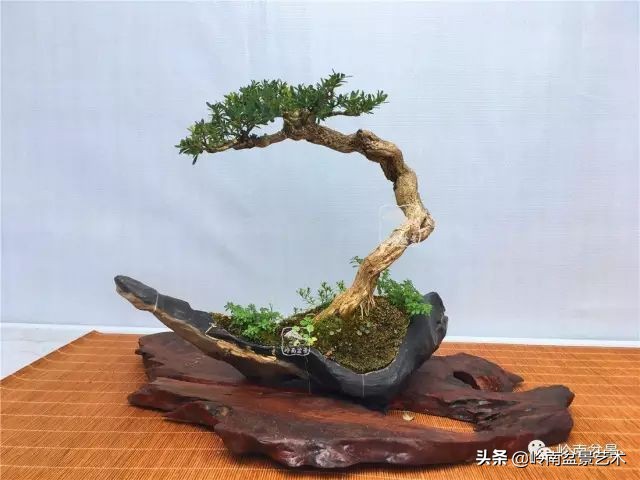 鎺㈡灊妞嶇墿,鎺㈡灊