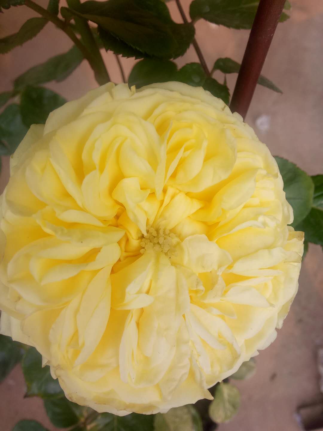 国月欧月,国月和欧月不同