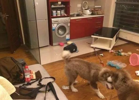 狗狗做错事把心虚表现得淋漓尽致,狗狗犯错了怎么正确的教训