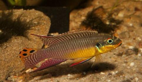 养观赏鱼小知识大全,养观赏鱼知识大全