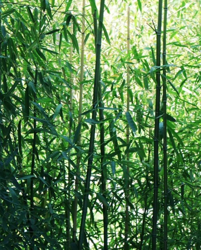 诗经中的绝美句子山有木兮木有枝,山有木兮木有枝诗句配图