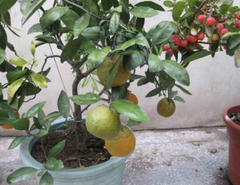 橘子树长得旺开花不坐果怎么办,盆栽橘子树的技巧和方法