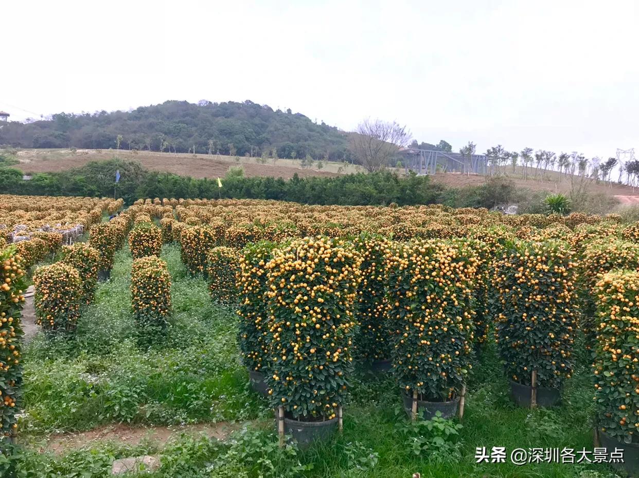 石岩湖是一级水源保护区，为了保护周围都开始*迁拆**，能赔多少钱？