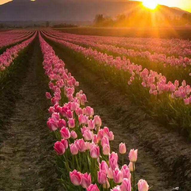 岁月静好安之若素下一句,岁月静好安之若素是谁说的