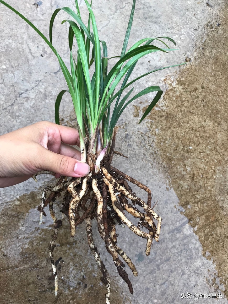 名贵兰花好养易活精品花苗盆栽,最适合贵州阳台种植的兰花