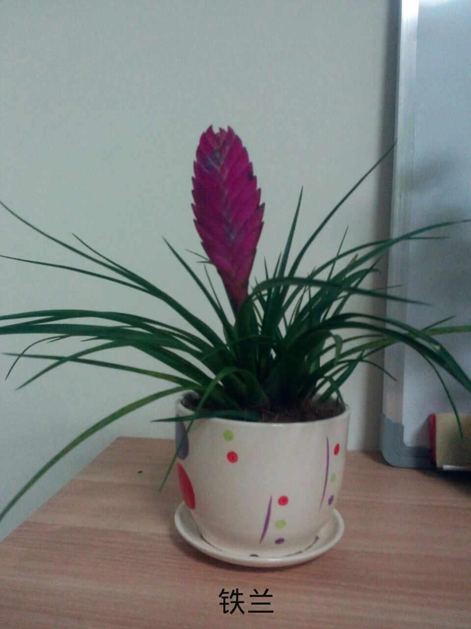 铁兰花开过花后能第二次开花吗,铁兰花花苞黄了怎么办