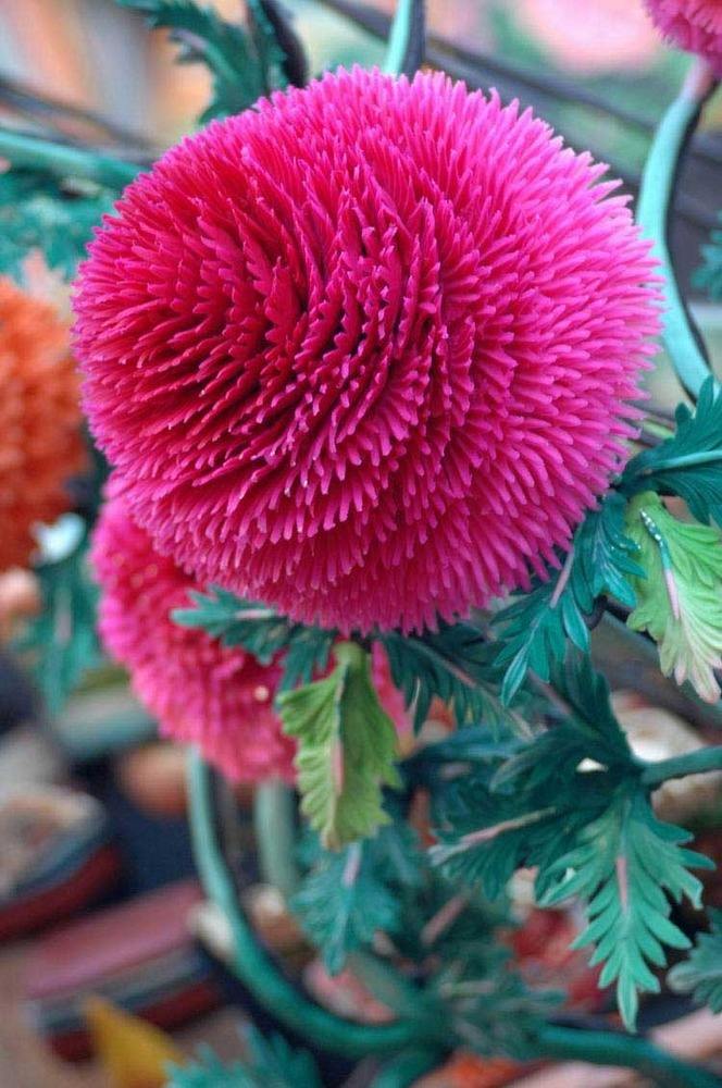 藏历新年必备年货古图盲盒,藏历新年准备的年货