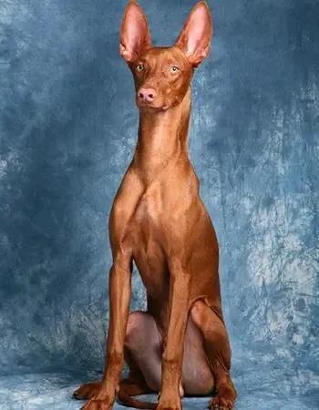 各国猛犬品种排名,各国品种猛犬