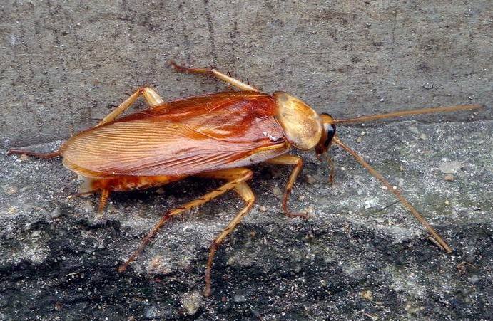 家里有蟑螂怎么才能把它消灭掉,家里有蟑螂怎样能彻底消灭它