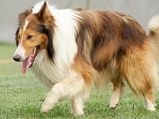 老年犬的日常保健视频,老年犬的饲养管理文章