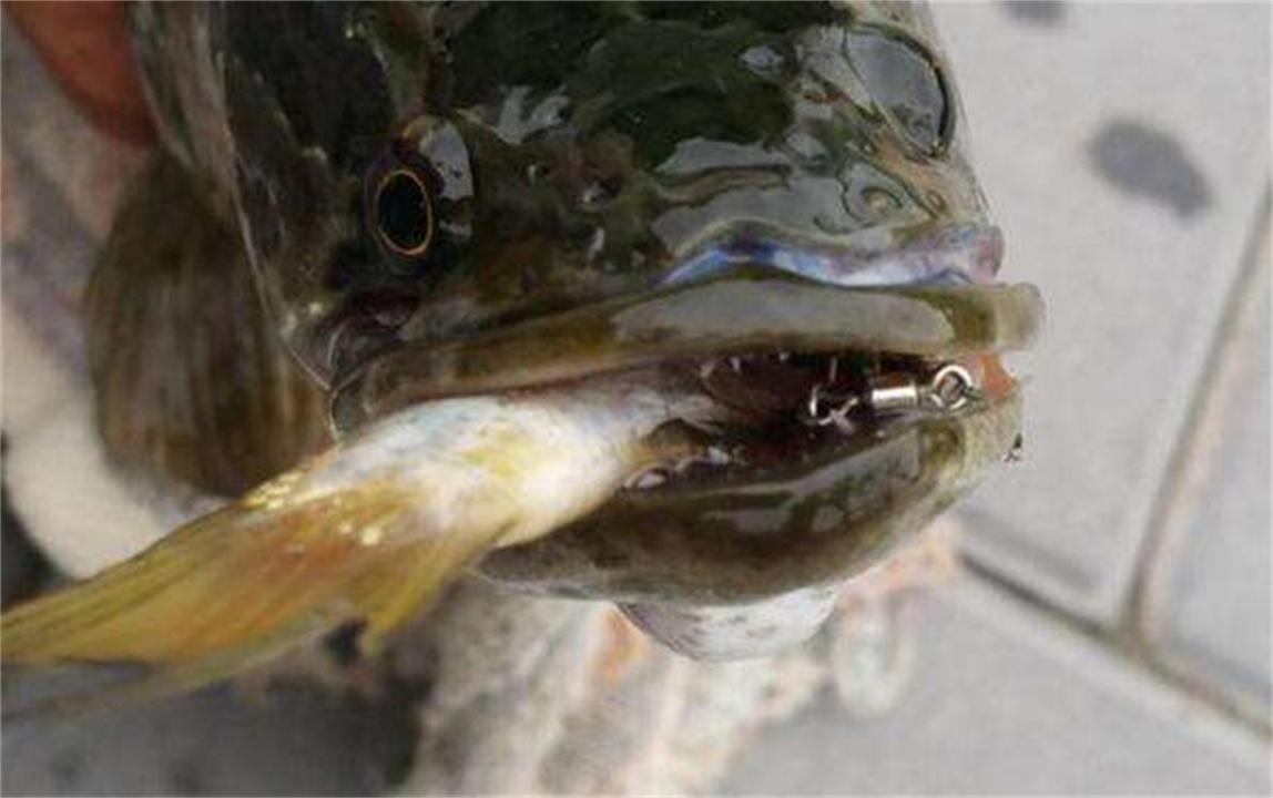 “蛇头鱼”在美国泛滥成灾，花费8亿美元治理，甚至不惜抽干湖水