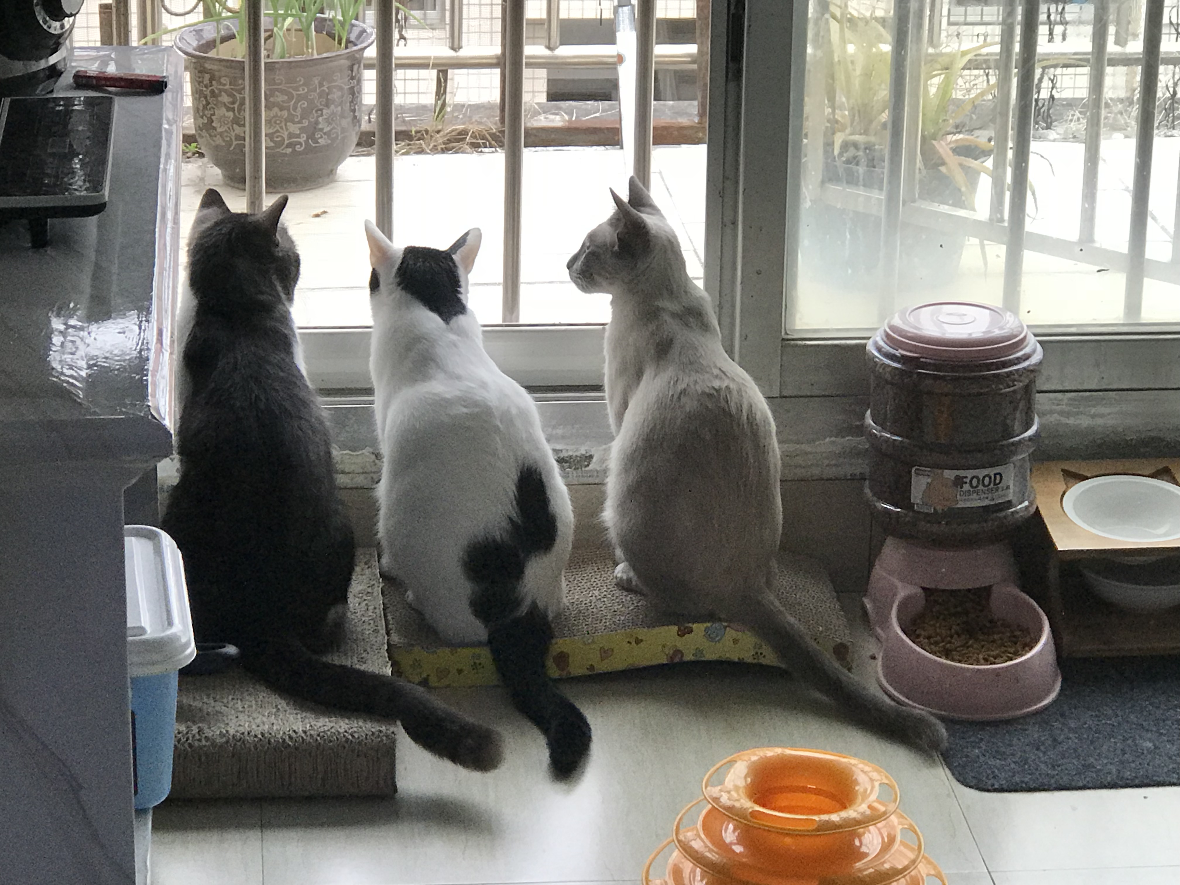 资深猫奴注意事项,猫奴都应该做什么