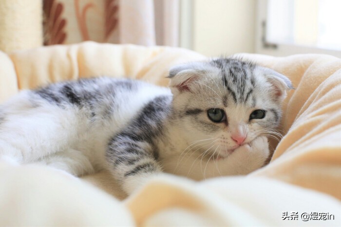 猫咪天冷不睡猫窝,猫咪不睡自己窝怎么办