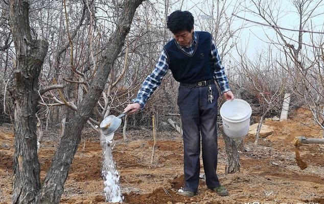 杨梅栽培技术与管理,杨梅种植管理技术