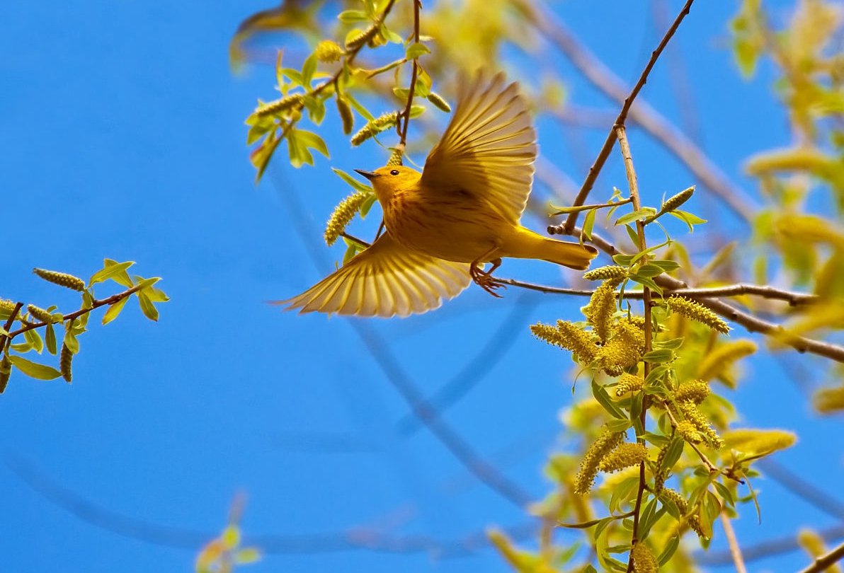 不常见的临朐土话,临朐土话全文
