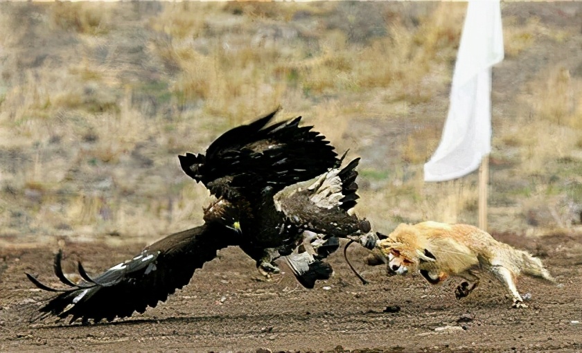 捕捉野山羊,捕捉山羊方法大全