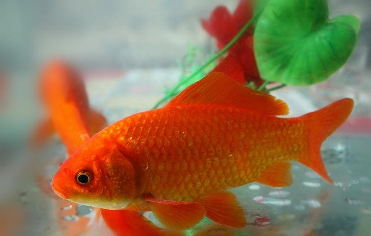 朱顶紫罗袍金鱼是怎么培育的,朱顶紫罗袍金鱼有多少条