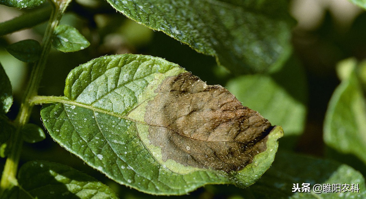 防治霜霉病疫病的农药,如何用一个药解决抗性霜霉疫病