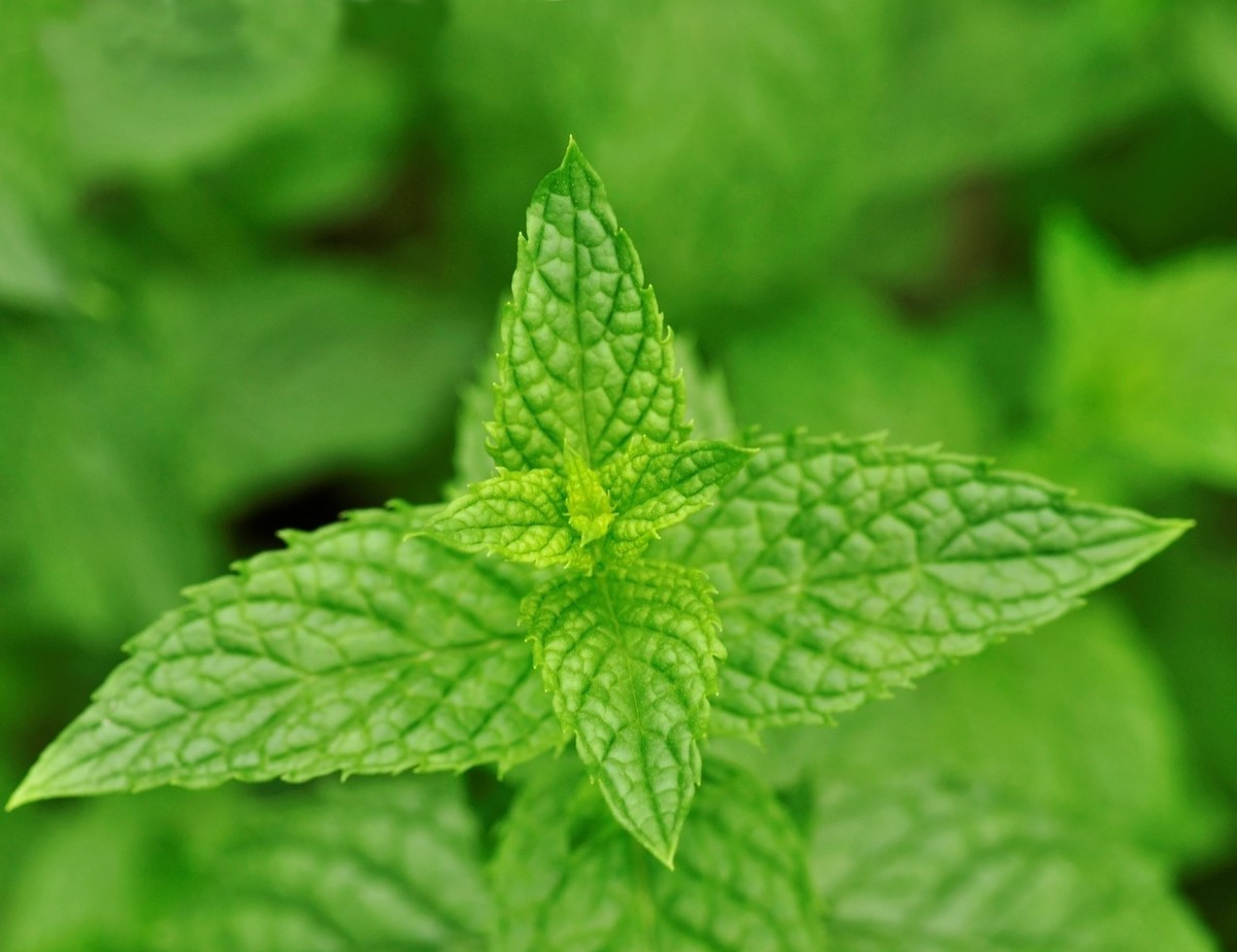 盆栽薄荷和食用薄荷有差别吗,可以吃的薄荷怎么种植