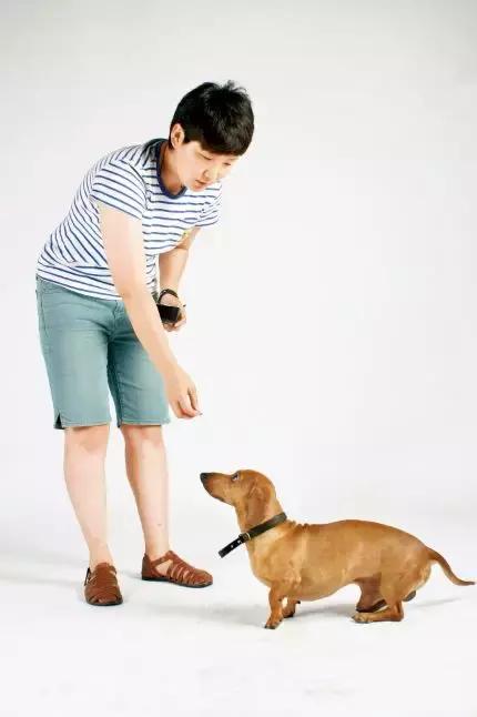 大型犬训狗基础教程,狗狗零基础学训犬