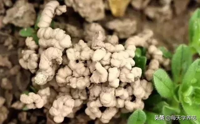 懒人养花营养土配方,路边捡的营养土