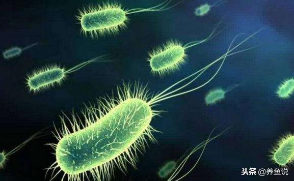 鱼缸硝化细菌崩溃需要全部换水吗,怎样更好使用好鱼缸里硝化细菌