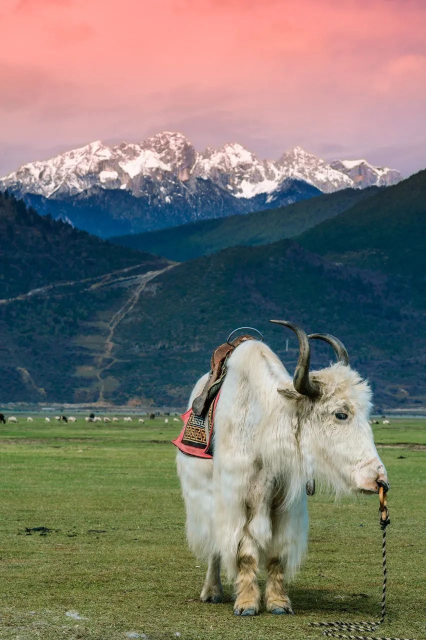 丽江是一个让人念念不忘的地方,丽江一个充满诗情画意的地方