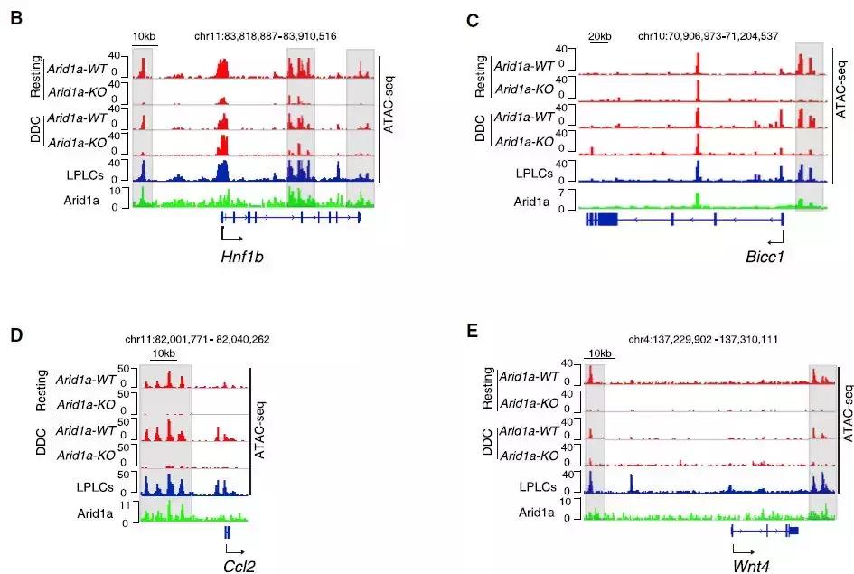 肝脏体外再生,肝脏体外存活新技术