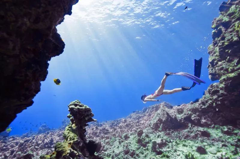 宠物美容专业的职业规划,宠物美容的理解与想法