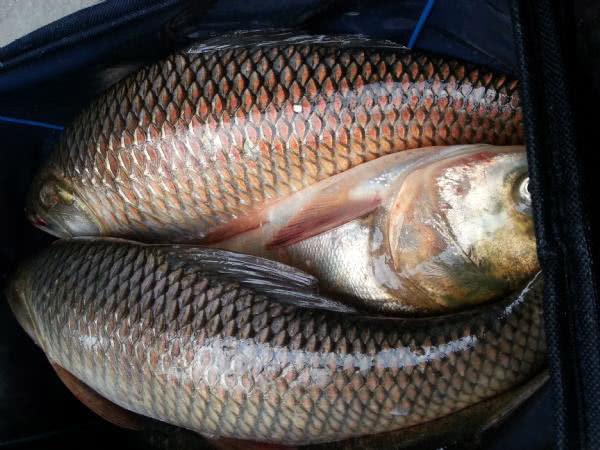 在两广地区，只要有此鱼存在的水域，钓鱼人断竿切线是常有的事