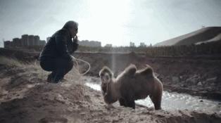 一夜之间涨粉最多的明星,一夜之间圈粉无数