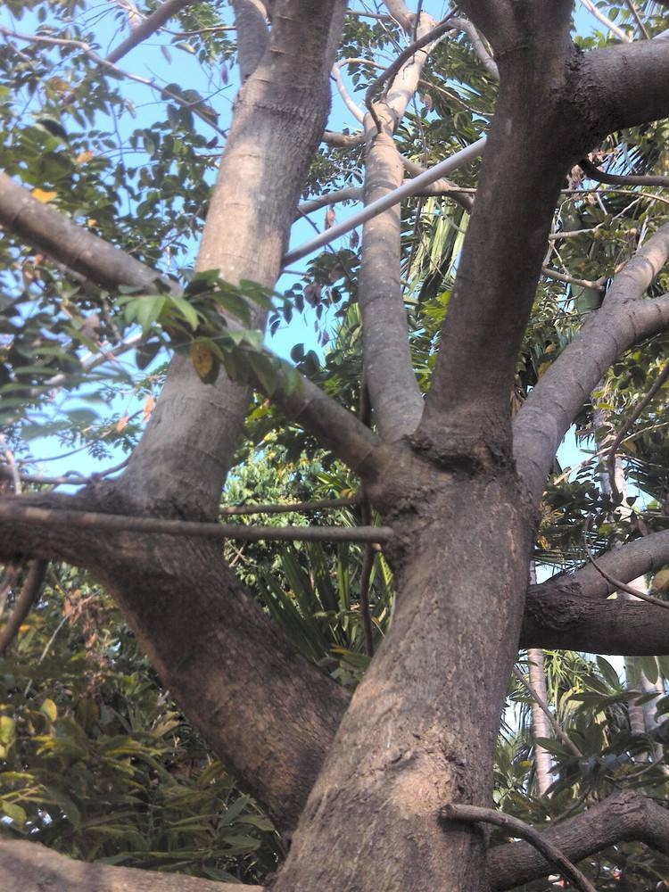 鸡翅木好还是紫檀好,鸡翅木好还是花梨好
