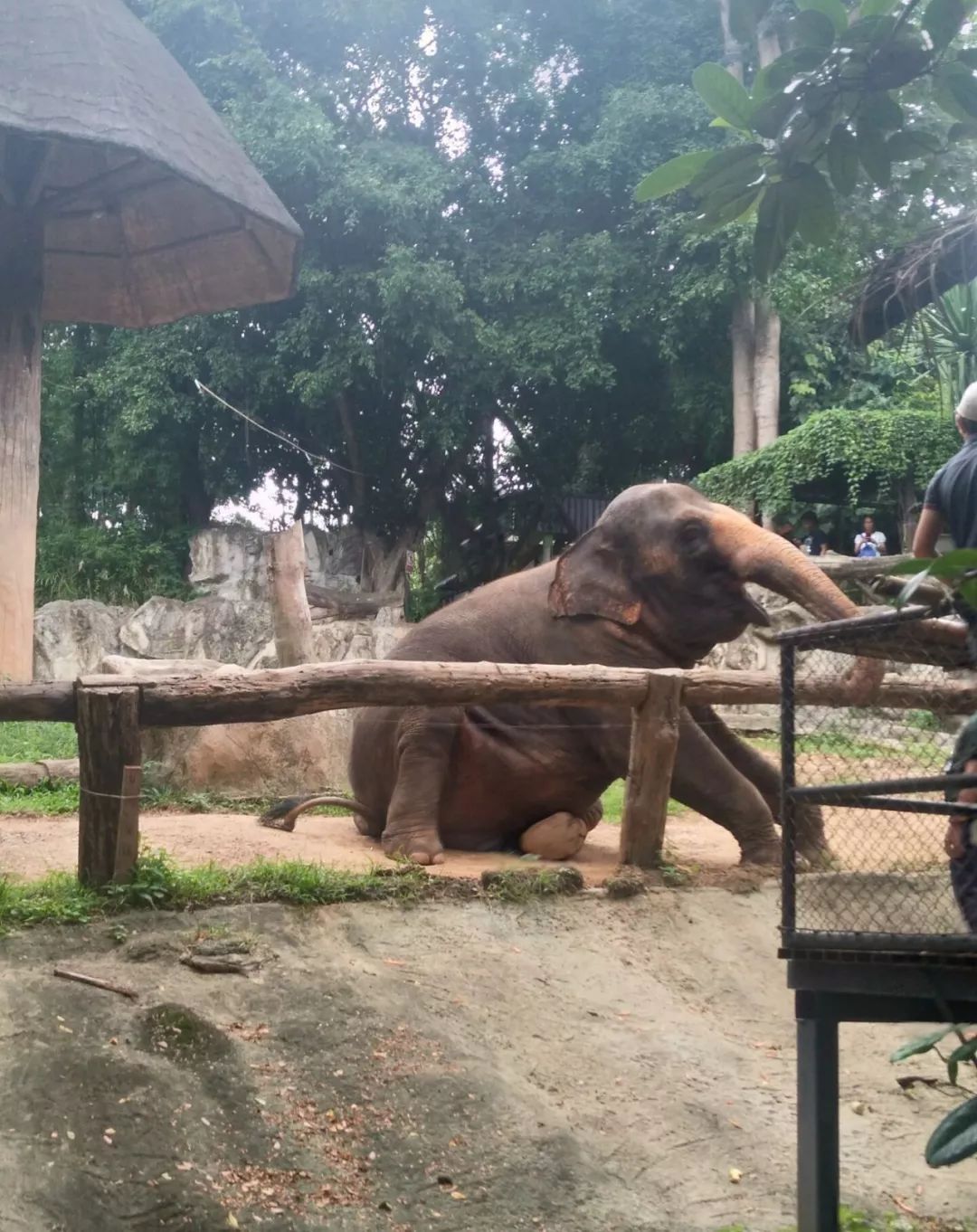 为什么选择泰国留学的人多,为什么很多人到泰国读国际学校