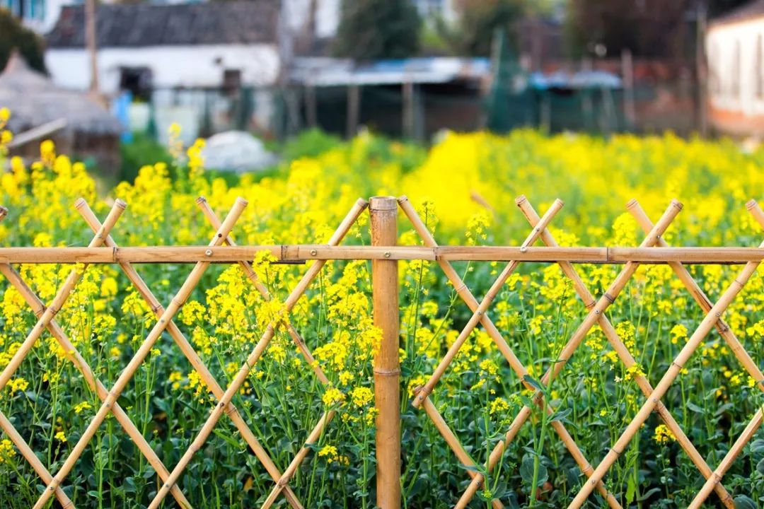苏州赏花推荐景点有哪些,苏州赏花踏青攻略
