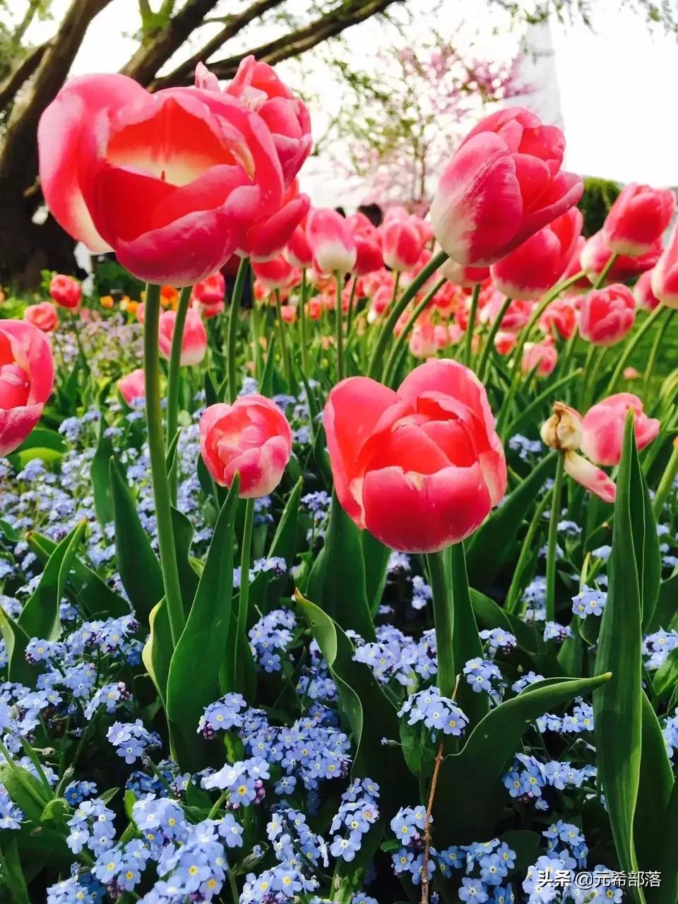 荷兰小镇郁金香盛开,荷兰小镇郁金香花海